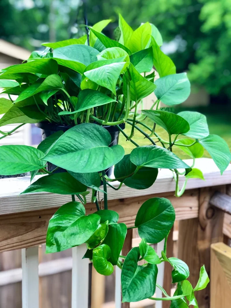 Jade Pothos Cuttings - Easy Care Indoor Houseplant Greenery