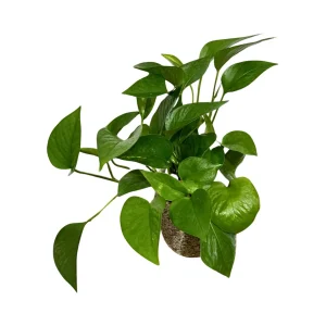 Jade Pothos Live Plant – 4 inch Grow Pot – Low Light Indoor Vining Houseplant - Image 2