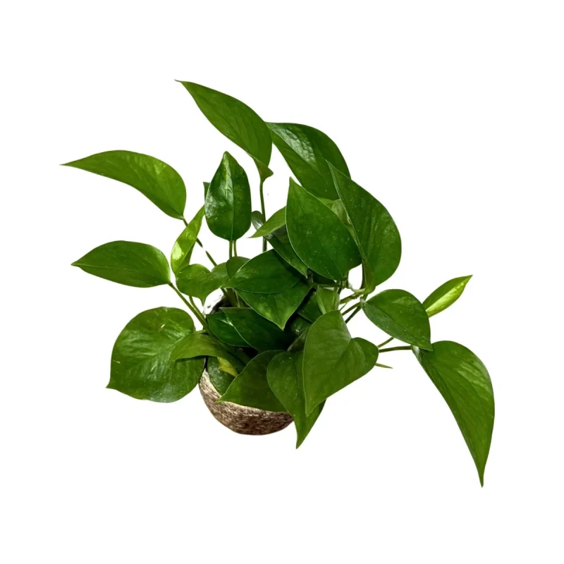 Jade Pothos Plant - 4" Grow Pot, Low Light Indoor Houseplant
