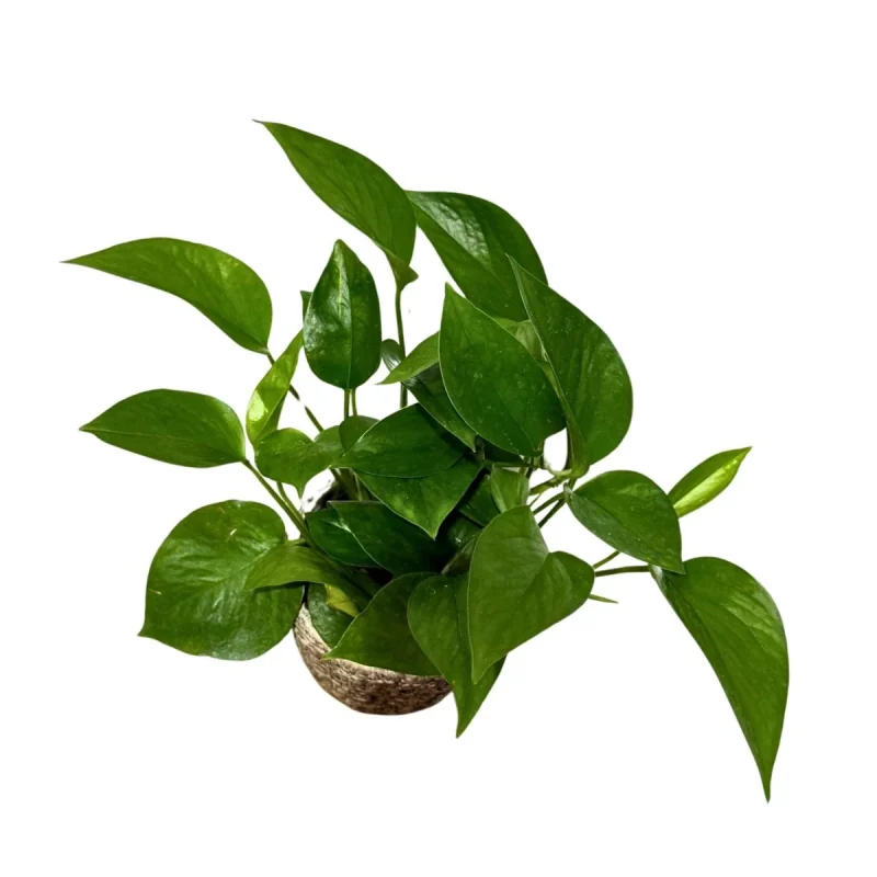 succulent spray 20” Succulent Spray Artificial Plant (Set of 6) main image 0