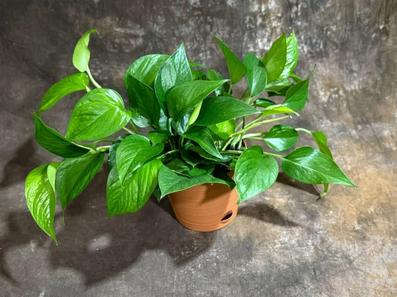 Jade Pothos Live Plant - 6 inch Pot | Easy Care Houseplant