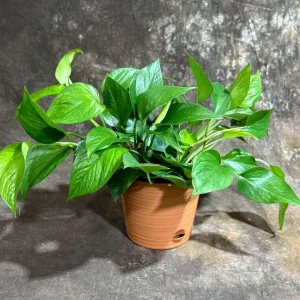 Jade Pothos Live Plant in 6 inch Grow Pot - Easy Care Houseplant - Image 3