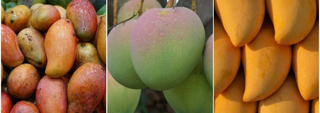 Jahangir Mango Plant - Live Grafted Tree, 3 Year Old, 1 Gallon Pot, Tropical Fruit - Image 2