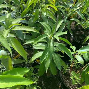 Jahangir Mango Plant - Live Grafted Tree, 3 Year Old, 1 Gallon Pot, Tropical Fruit - Image 3