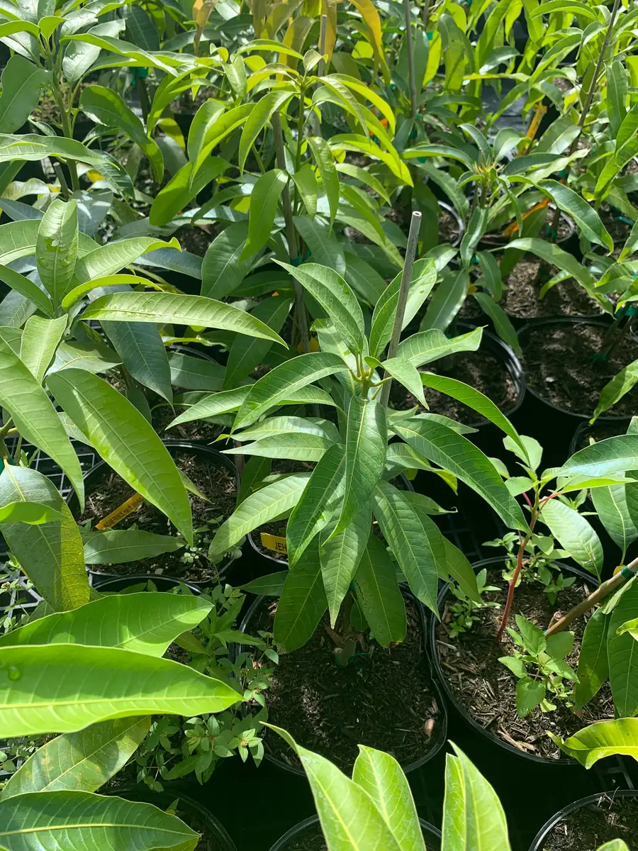 Jahangir Mango Plant - Live Grafted Tree, 3 Year Old, 1 Gallon Pot, Tropical Fruit - Image 3