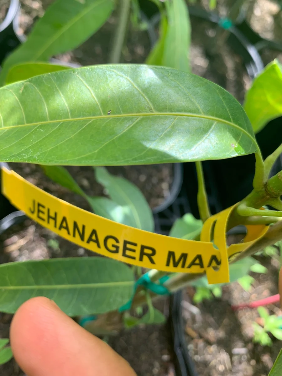 Jahangir Mango Plant - Live Grafted Tree, 3 Year Old, 1 Gallon Pot, Tropical Fruit - Image 4