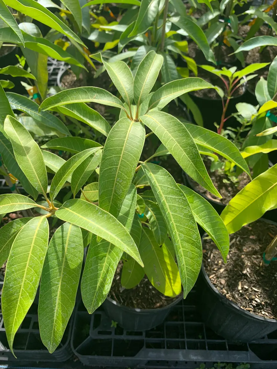 Jahangir Mango Plant - Live Grafted Tree, 3 Year Old, 1 Gallon Pot, Tropical Fruit - Image 1