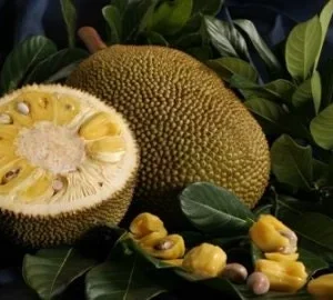 Jakfruit Live Plant - 2-3 Feet Tall - Artocarpus heterophyllus - 3 Gallon Pot - Image 1