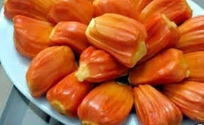 Jakfruit Tree Live Plant - 1 ft Tall, Shipped in 6 inch Pot - Image 3