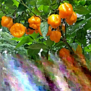 Jamaican Yellow Scotch Bonnet Mushroom Pepper Seeds - 25 Hot Organic Heirloom Seeds - Image 5