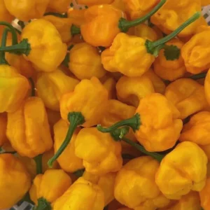 Jamaican Yellow Scotch Bonnet Mushroom Pepper Seeds - 25 Hot Organic Heirloom Seeds - Image 6