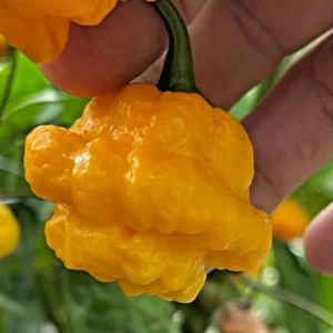 Jamaican Yellow Scotch Bonnet Mushroom Pepper Seeds - 25 Hot Organic Heirloom Seeds - Image 7