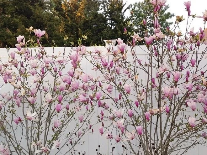Jane Magnolia Bare Root Cuttings - 10-Pack, 8-12 Inch, Outdoor Flowering Tree - Image 2