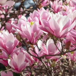 Jane Magnolia Live Plant – Fragrant Blooms, 2.5 inch Pot, Outdoor Tree - Image 3