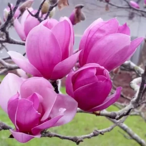 Jane Magnolia Live Plant – Fragrant Blooms, 2.5 inch Pot, Outdoor Tree - Image 4