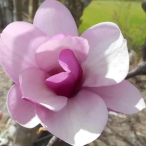 Jane Magnolia Live Plant – Fragrant Blooms, 2.5 inch Pot, Outdoor Tree - Image 7