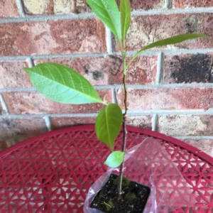 Jane Magnolia Live Plant – Fragrant Blooms, 2.5 inch Pot, Outdoor Tree - Image 8