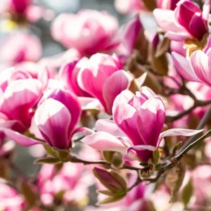 Jane Magnolia Live Plant – Purple-Pink Blooms, 6-12 inches, 2.5-inch Pot, Outdoor Shrub - Image 3