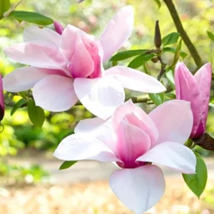 Jane Magnolia Live Plant – Purple-Pink Blooms, 6-12 inches, 2.5-inch Pot, Outdoor Shrub - Image 4