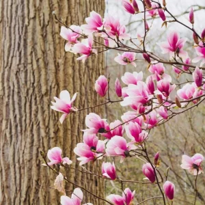 Jane Magnolia Live Plant – Purple-Pink Blooms, 6-12 inches, 2.5-inch Pot, Outdoor Shrub - Image 6