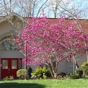 Jane Magnolia Live Plant – Purple-Pink Blooms, 6-12 inches, 2.5-inch Pot, Outdoor Shrub - Image 7