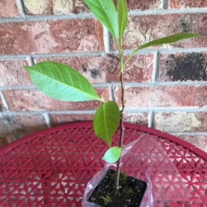 Jane Magnolia Live Plant – Purple-Pink Blooms, 6-12 inches, 2.5-inch Pot, Outdoor Shrub - Image 8