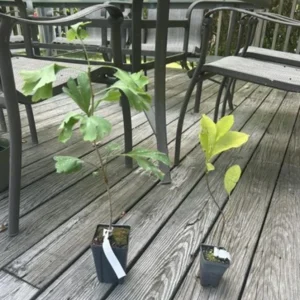 Jane Magnolia Live Plant – Purple-Pink Blooms, 6-12 inches, 2.5-inch Pot, Outdoor Shrub - Image 9