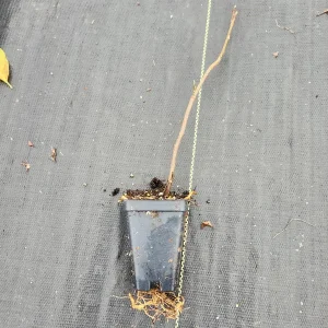 Jane Magnolia Live Plants - 2 Pack - 2.5" Containers - Tulip-Shaped Blooms - Image 2