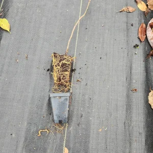 Jane Magnolia Live Plants - 2 Pack - 2.5