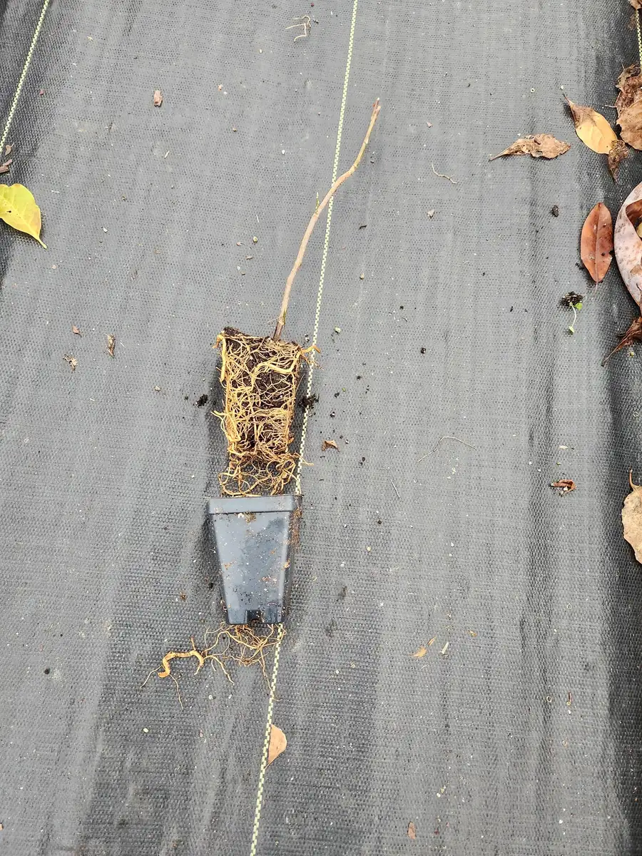 Jane Magnolia Live Plants - 2 Pack - 2.5" Containers - Tulip-Shaped Blooms - Image 3