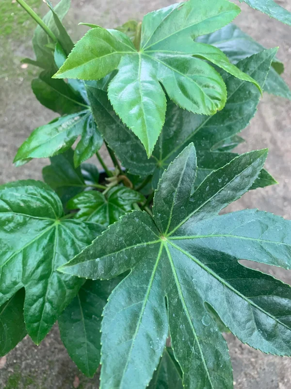 Japanese Aralia Live Plant - Fatsia Japonica - 6-8" Tall - 1 Gallon Pot - Image 2