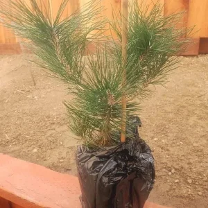 Japanese Black Pine Live Plant - Pinus Thunbergii - 1 Starter - 4-6" Tall - Image 1