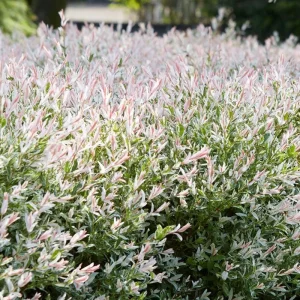 Japanese Dappled Nishiki Willow Live Plant – 8-12" Tall – 4-Inch Pot – Variegated Shrub for Outdoor - Image 2