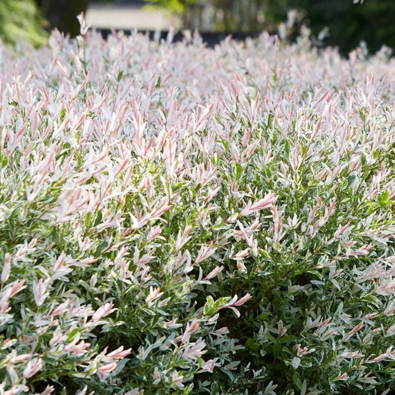 Japanese Dappled Nishiki Willow Live Plant – 8-12" Tall – 4-Inch Pot – Variegated Shrub for Outdoor - Image 2