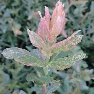 Japanese Dappled Nishiki Willow Live Plant – 8-12