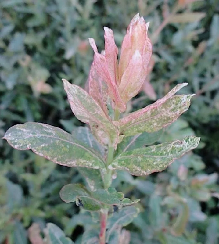 Japanese Dappled Nishiki Willow Live Plant – 8-12" Tall – 4-Inch Pot – Variegated Shrub for Outdoor - Image 3