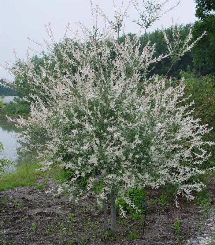 Japanese Dappled Nishiki Willow Live Plant – 8-12" Tall – 4-Inch Pot – Variegated Shrub for Outdoor - Image 4