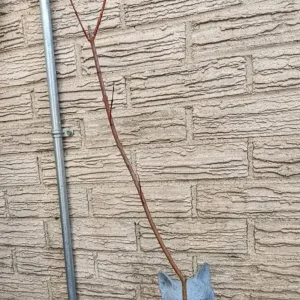 Japanese Dappled Nishiki Willow Live Plant – 8-12