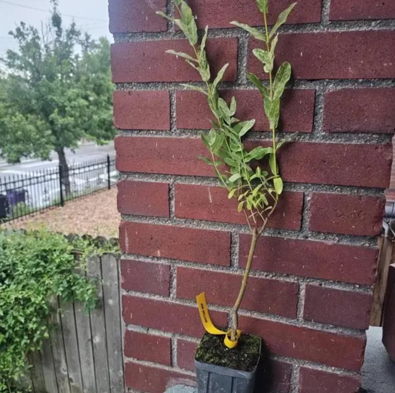 Japanese Dappled Nishiki Willow Live Plant – 8-12" Tall – 4-Inch Pot – Variegated Shrub for Outdoor - Image 6