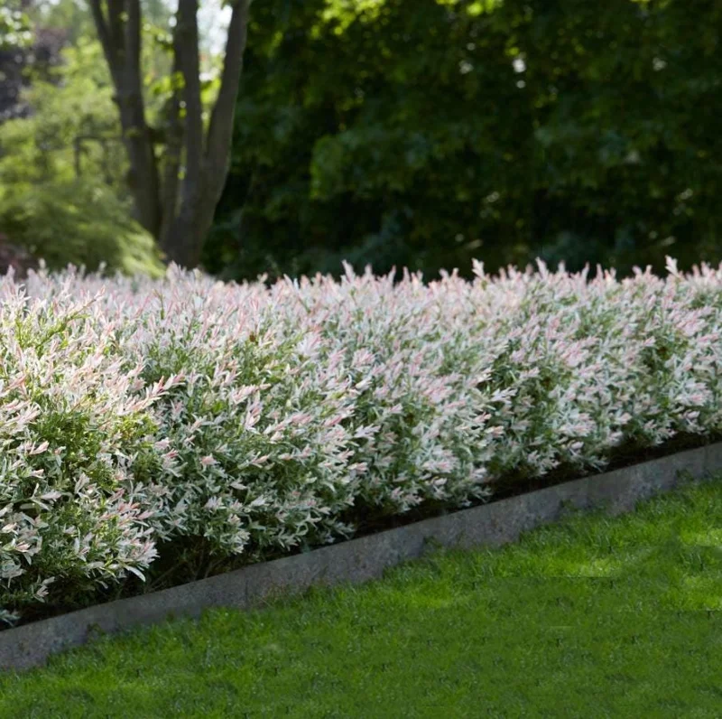 Japanese Dappled Nishiki Willow Live Plant – 8-12" Tall – 4-Inch Pot – Variegated Shrub for Outdoor - Image 7