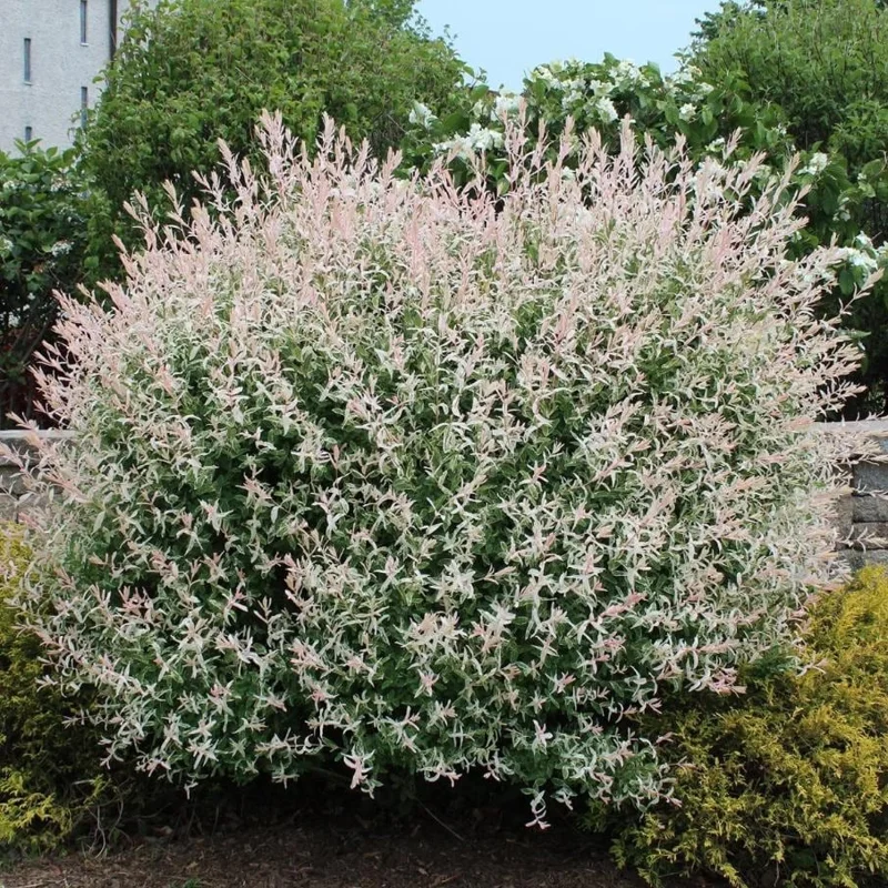 Japanese Dappled Nishiki Willow Live Plant – 8-12" Tall – 4-Inch Pot – Variegated Shrub for Outdoor - Image 1