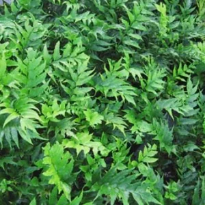 Japanese Holly Fern Live Plant - Cyrtomium Falcatum, 4'' Pot, Indoor/Outdoor - Image 5