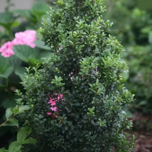 Japanese Holly Live Plant – Ilex crenata Shrub – 4 inch Pot – Partial to Full Sun - Image 1