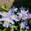 Japanese Iris Japonica Live Plant - Lavender-Blue Fringed Flowers - 15 inch Tall - Image 1