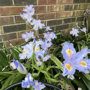 Japanese Iris Japonica Live Plant - Lavender-Blue Fringed Flowers - 15 inch Tall - Image 2