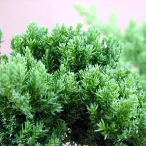 Japanese Juniper Bonsai Starter Tree - Live Plant - 2.5 inch Pot - Indoor - Image 2