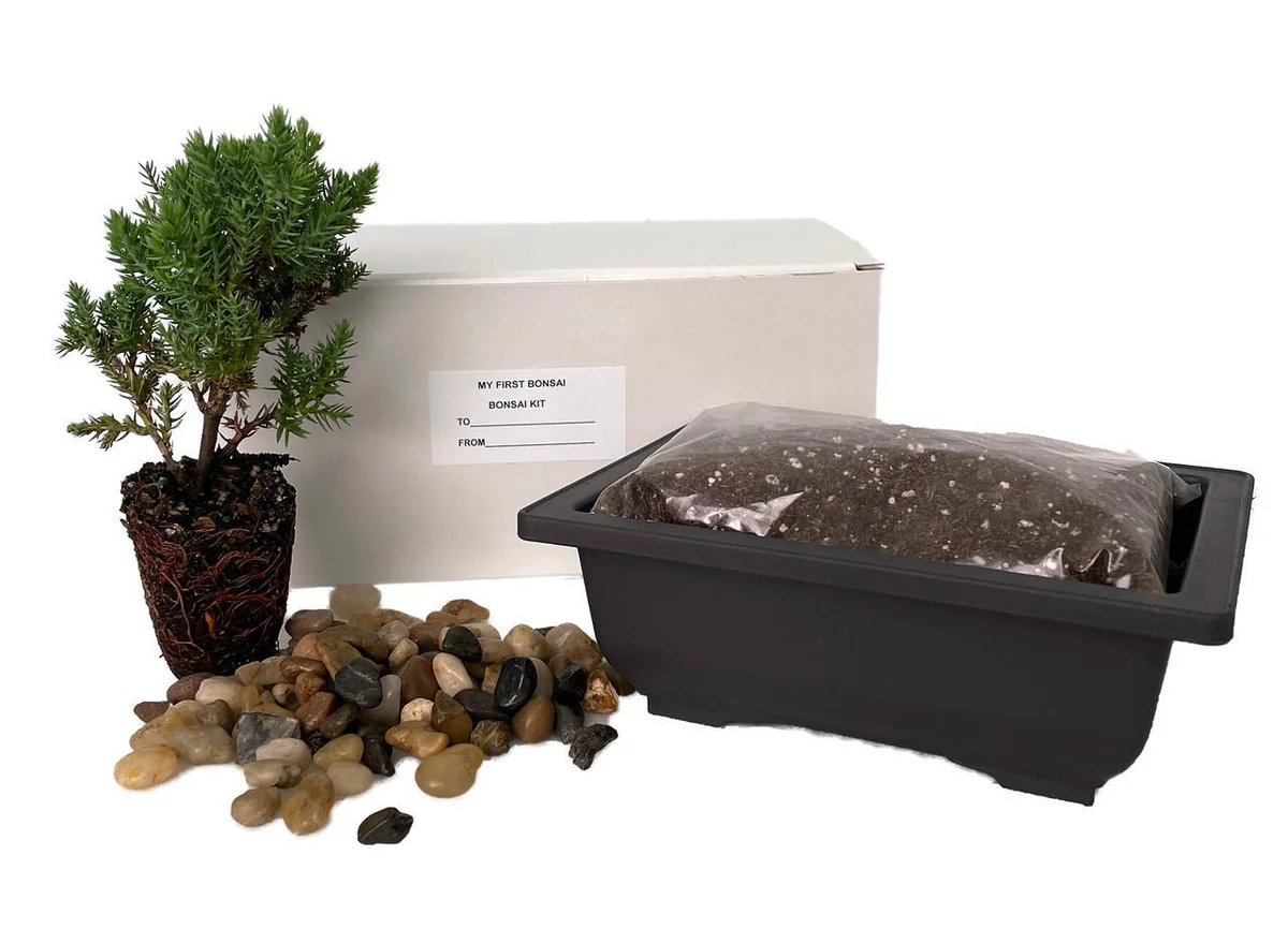 Japanese Juniper Bonsai Tree Kit - Live 1-2 Year Old Plant with Pot & Soil - Image 1