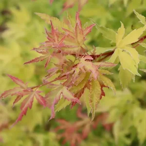 Japanese Maple METAMORPHOSA® Live Plant – 4 inch Pot – Ever-Changing Foliage - Image 3