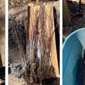 Japanese Snowball Plant Live Plant – 3-Pack Viburnum plicatum – 12-24in Tall Deciduous Shrub - Image 2