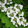 Japanese Snowball Plant (Viburnum Plicatum) Live Plant - 3 inch Container - Image 1
